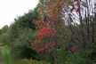 Sumac with red leaves