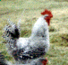 Rooster